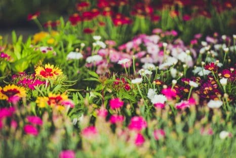 Knoxville Landscaping