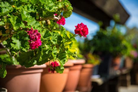 Knoxville Landscaping